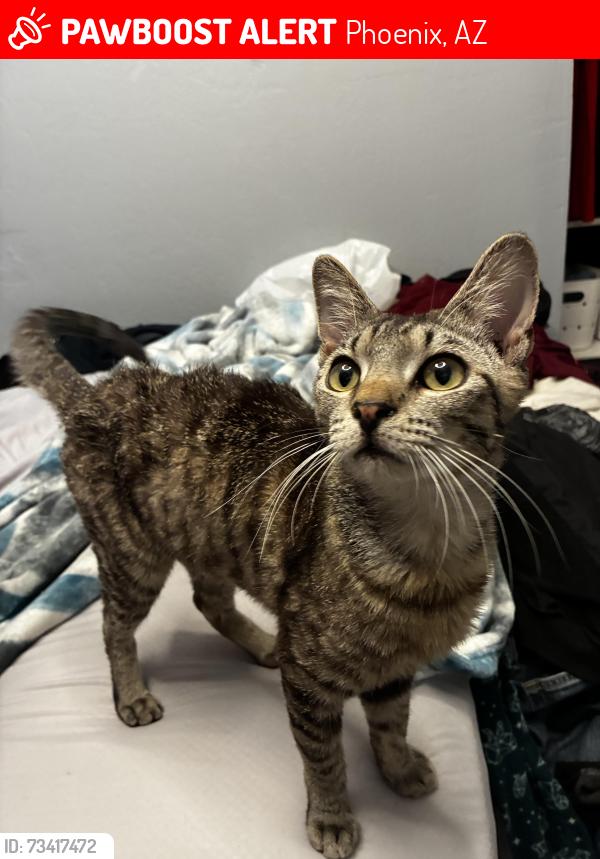 Lost Male Cat last seen 7th st and Dunlap, Phoenix, AZ 85020