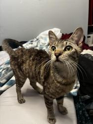 Lost Male Cat last seen 7th st and Dunlap, Phoenix, AZ 85020