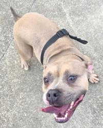 Lost Female Dog last seen Gabes An Tesla Automotives, Raleigh, NC 27606