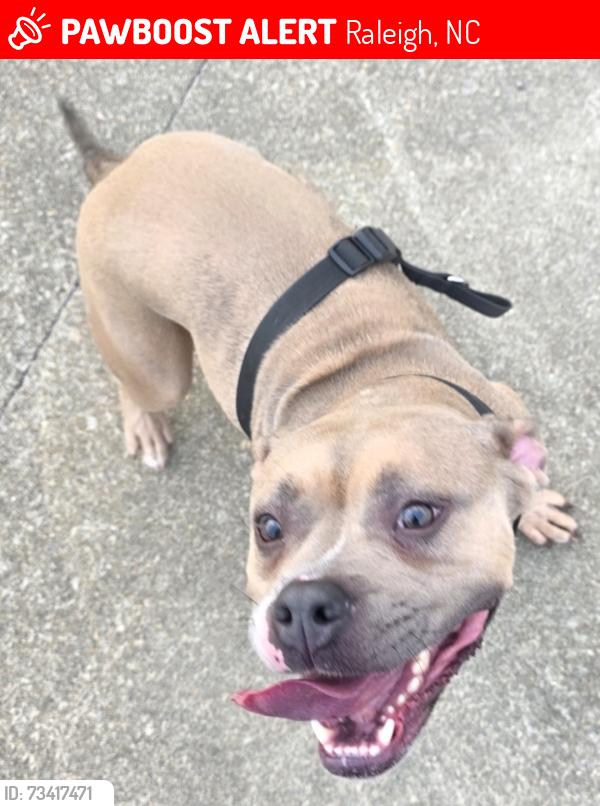 Lost Female Dog last seen Gabes An Tesla Automotives, Raleigh, NC 27606