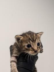 Shelter Stray Female Cat last seen Rosa Linda Street, San Diego, CA, 92154, 5500 Gaines St, San Diego, CA 92110, USA