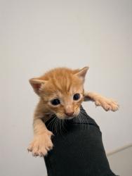 Shelter Stray Male Cat last seen Rosa Linda Street, San Diego, CA, 92154, 5500 Gaines St, San Diego, CA 92110, USA
