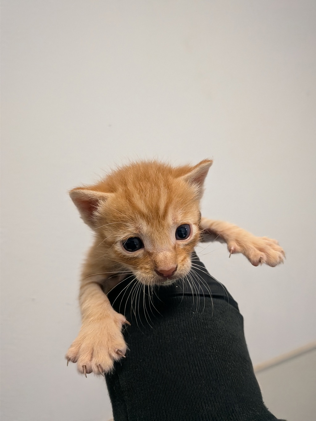 Shelter Stray Male Cat last seen Rosa Linda Street, San Diego, CA, 92154, 5500 Gaines St, San Diego, CA 92110, USA