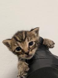 Shelter Stray Male Cat last seen Rosa Linda Street, San Diego, CA, 92154, 5500 Gaines St, San Diego, CA 92110, USA