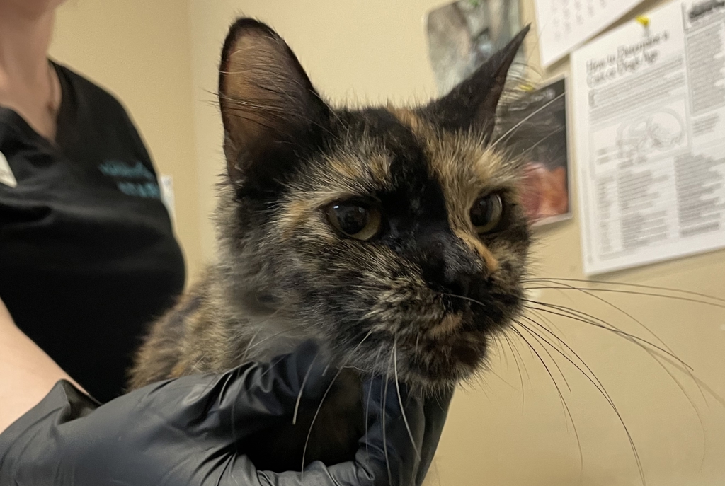 Shelter Stray Female Cat last seen Near Eddie Drive, Vista, CA, 92083, Oceanside, CA 92058, USA