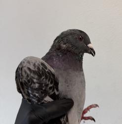 Shelter Stray Unknown Bird last seen N Camino Del Rio, San Diego, CA, 92108, 5500 Gaines St, San Diego, CA 92110, USA