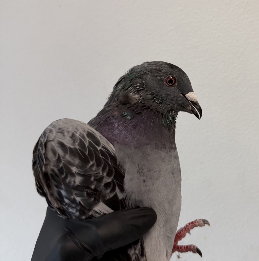 Shelter Stray Unknown Bird last seen N Camino Del Rio, San Diego, CA, 92108, 5500 Gaines St, San Diego, CA 92110, USA