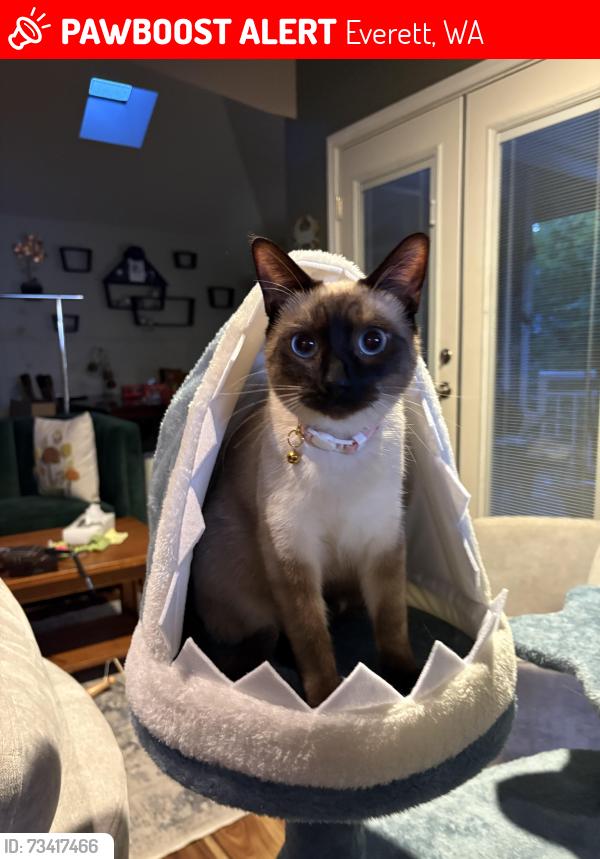 Lost Female Cat last seen Mukilteo boulevard, Everett, WA 98203