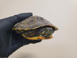 Shelter Stray Female Reptile last seen 9th Avenue, Escondido, CA, 92025, Oceanside, CA 92058, USA
