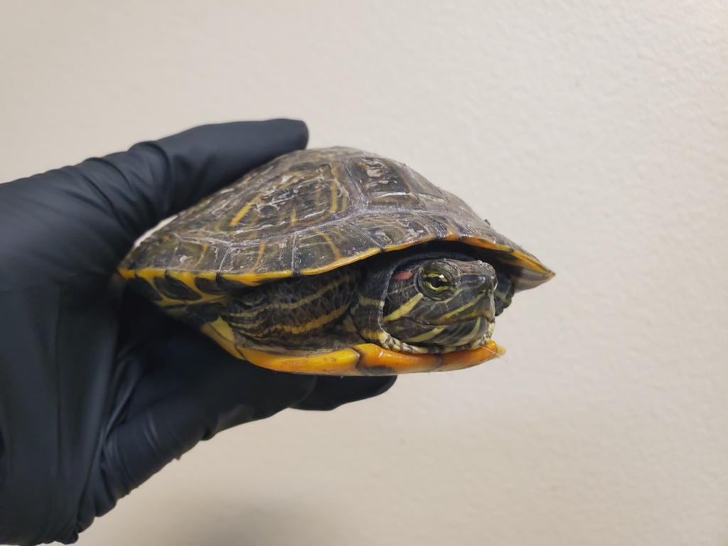 Shelter Stray Female Reptile last seen 9th Avenue, Escondido, CA, 92025, Oceanside, CA 92058, USA