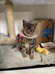 Shelter Stray Male Cat last seen Camino Parque, Oceanside, CA, 92057, Oceanside, CA 92058, USA