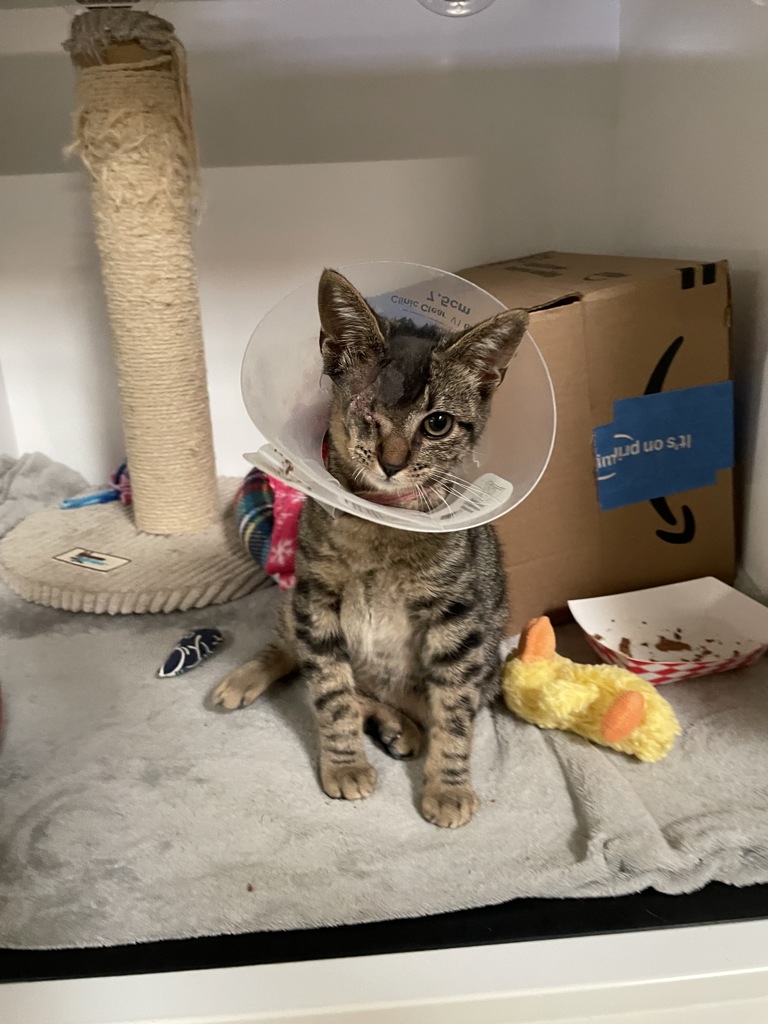 Shelter Stray Male Cat last seen Camino Parque, Oceanside, CA, 92057, Oceanside, CA 92058, USA