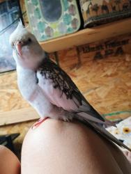 Lost Male Bird last seen beard and shores, nocatee, Arcadia, FL 34266