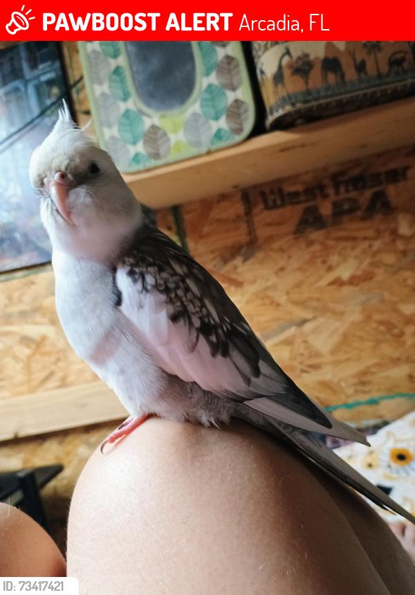 Lost Male Bird last seen beard and shores, nocatee, Arcadia, FL 34266