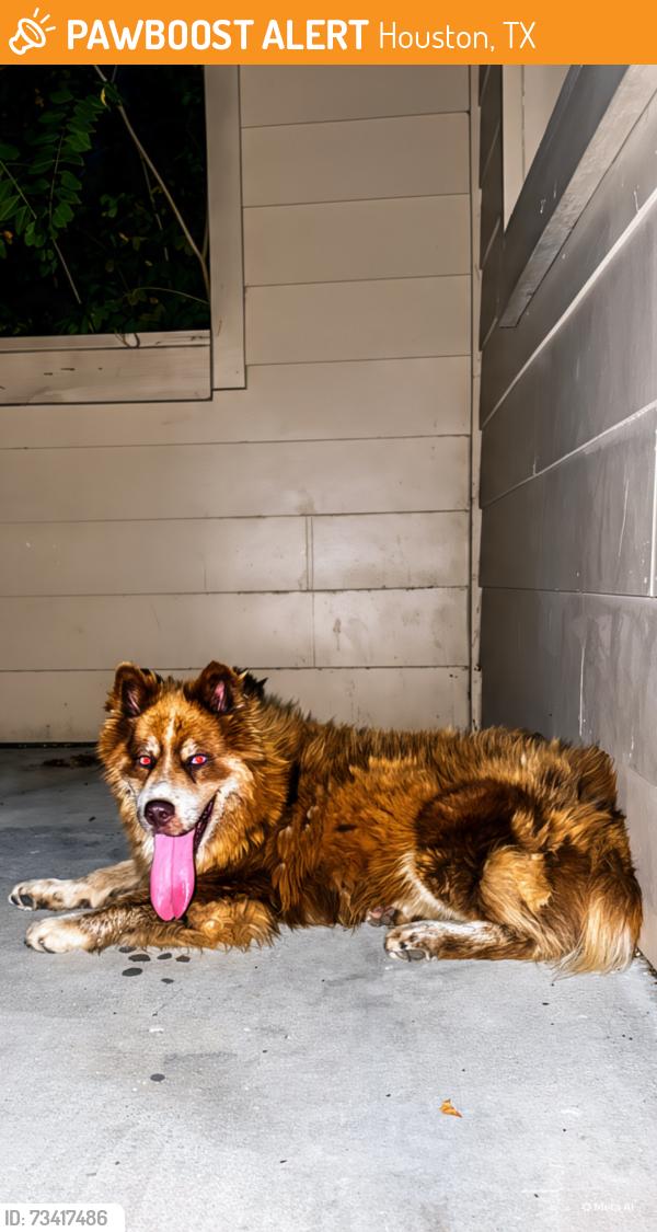 Found/Stray Male Dog last seen Near charterwood dr 77070, Houston, TX 77070