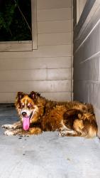 Found/Stray Male Dog last seen Near charterwood dr 77070, Houston, TX 77070