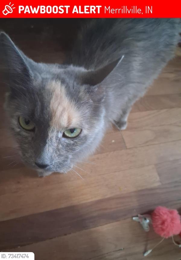 Lost Female Cat last seen Near E 83rd Ave, Merrillville IN, Merrillville, IN 46410
