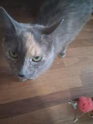 Lost Female Cat last seen Near E 83rd Ave, Merrillville IN, Merrillville, IN 46410