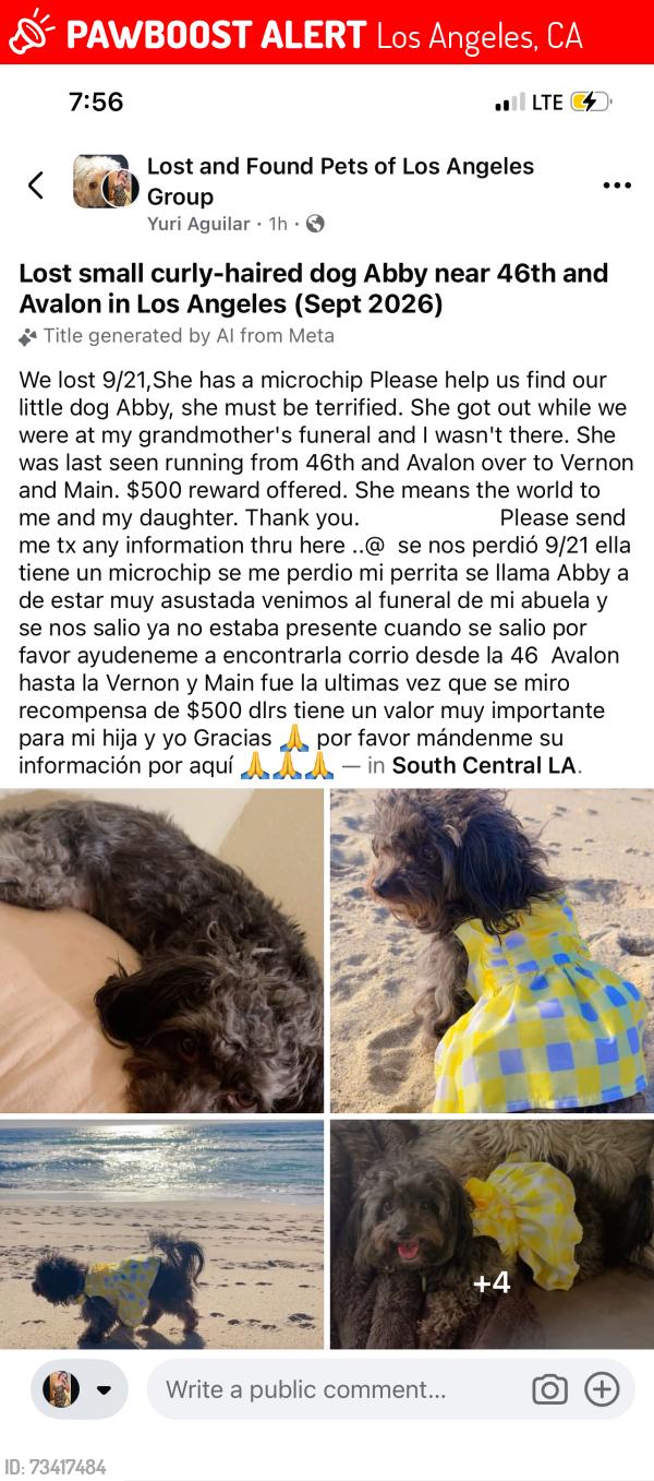 Lost Female Dog last seen Vernon and Main Los Angeles California, Los Angeles, CA 90037