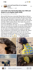 Lost Female Dog last seen Vernon and Main Los Angeles California, Los Angeles, CA 90037