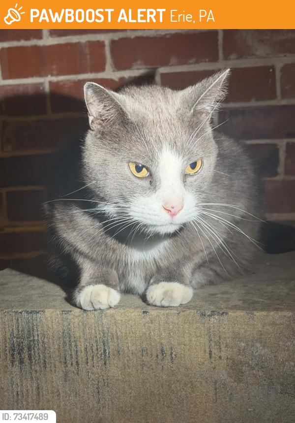 Found/Stray Unknown Cat last seen Across the street from Family Dollar, Erie, PA 16502