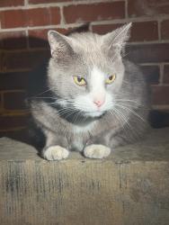 Found/Stray Unknown Cat last seen Across the street from Family Dollar, Erie, PA 16502