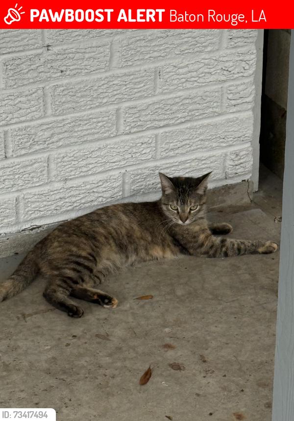 Lost Female Cat last seen perkins rd, Baton Rouge, LA 70810