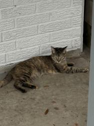 Lost Female Cat last seen perkins rd, Baton Rouge, LA 70810