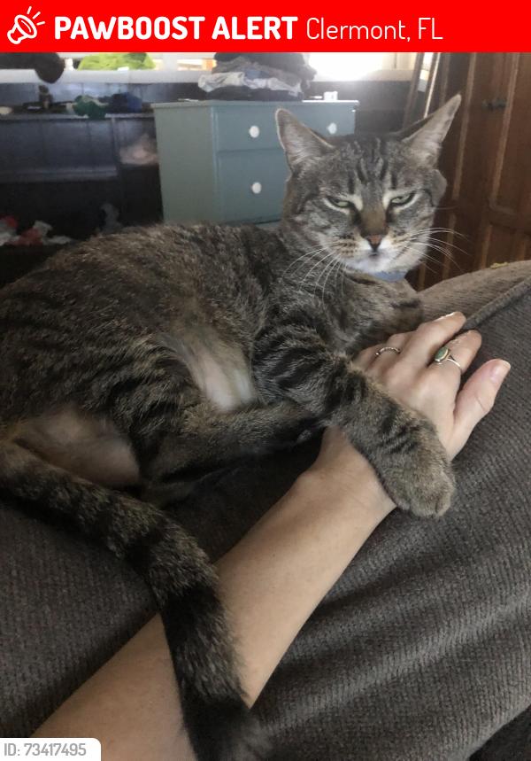 Lost Female Cat last seen In the backyards, Clermont, FL 34711