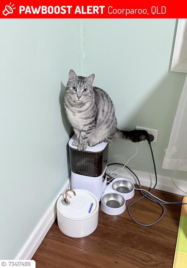 Lost Male Cat last seen Cooparoo vet clinic, Coorparoo, QLD 4151