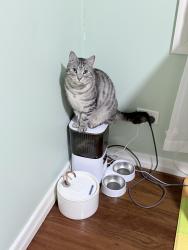 Lost Male Cat last seen Cooparoo vet clinic, Coorparoo, QLD 4151