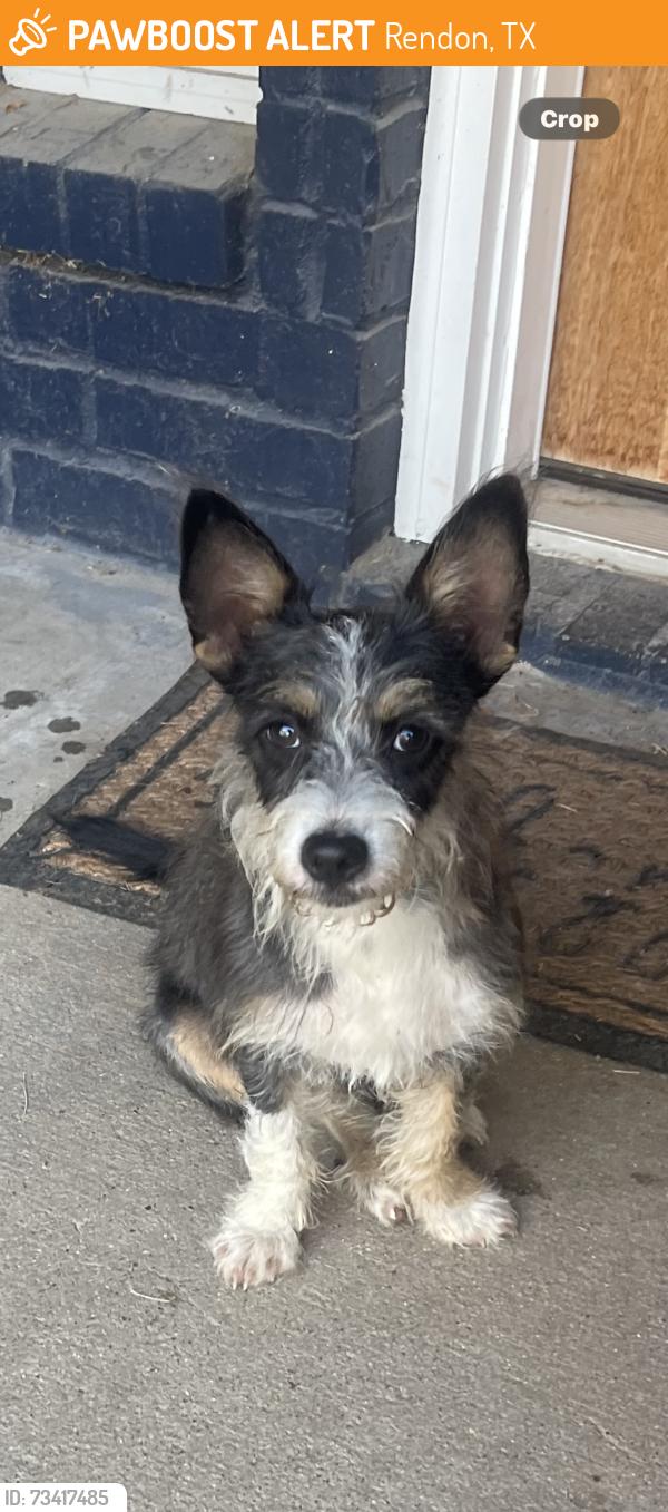 Found/Stray Male Dog last seen Oak grove road, Rendon, TX 76028