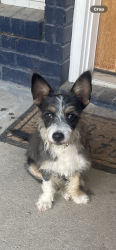 Found/Stray Male Dog last seen Oak grove road, Rendon, TX 76028