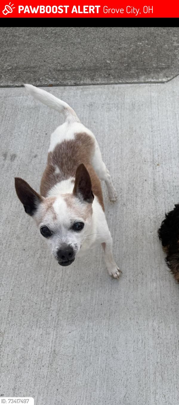 Lost Male Dog last seen Alkire rd grove city, Grove City, OH 43123