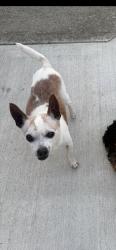 Lost Male Dog last seen Alkire rd grove city, Grove City, OH 43123