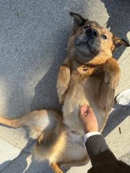 Reunited Male Dog last seen Cimarron Park, San Jose, CA 95127