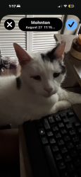 Lost Male Cat last seen Mohnton Fire Company, Mohnton, PA 19540