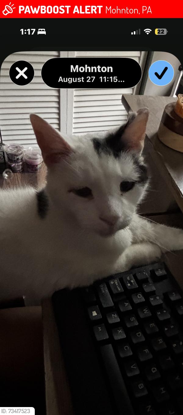 Lost Male Cat last seen Mohnton Fire Company, Mohnton, PA 19540