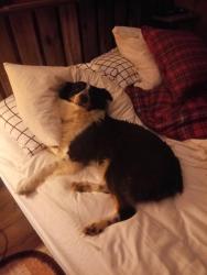 Lost Male Dog last seen Bandera, Mount Vernon, TX 75457