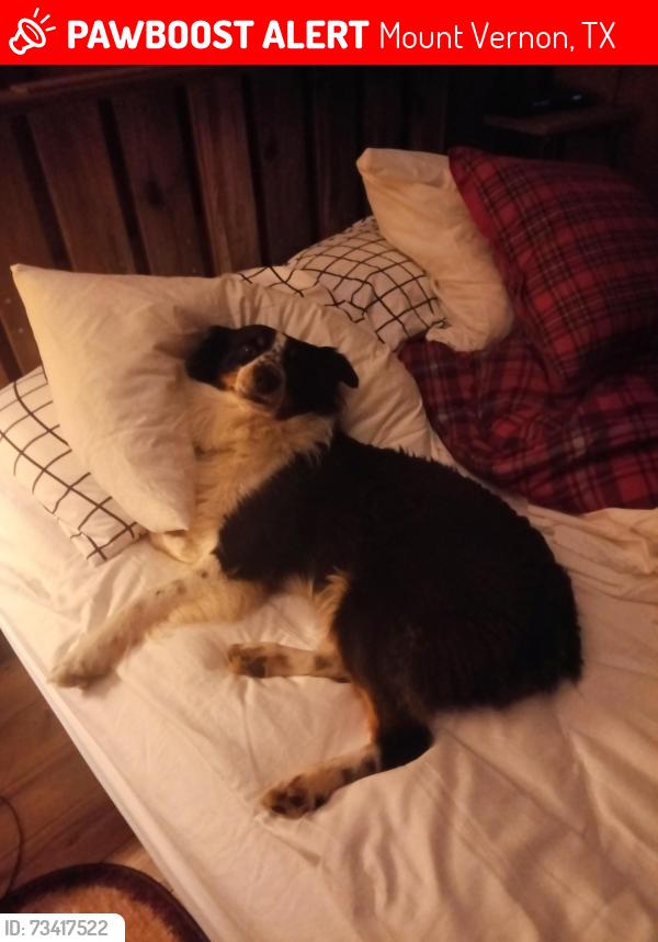 Lost Male Dog last seen Bandera, Mount Vernon, TX 75457