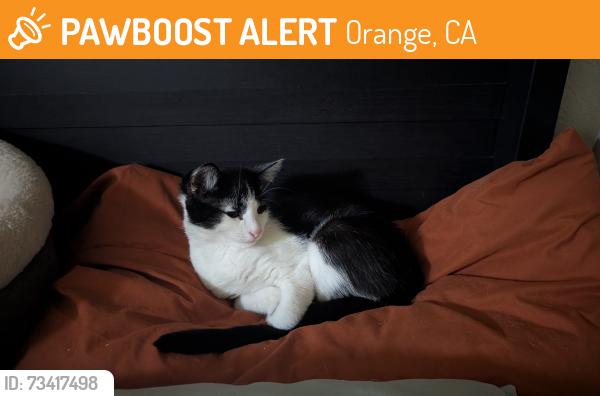 Found/Stray Male Cat last seen Chapman, Orange, CA 92866
