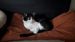 Found/Stray Male Cat last seen Chapman, Orange, CA 92866