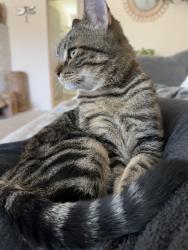 Reunited Female Cat last seen Near bell air, Sacramento, CA 95822