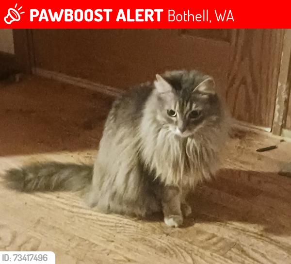 Lost Female Cat last seen 49th Ave Neighbor, Bothell, WA 98021