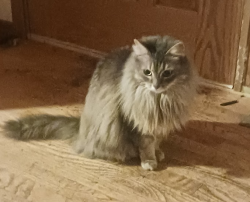 Lost Female Cat last seen 49th Ave Neighbor, Bothell, WA 98021