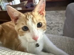 Lost Male Cat last seen Burma, North Las Vegas, NV 89032