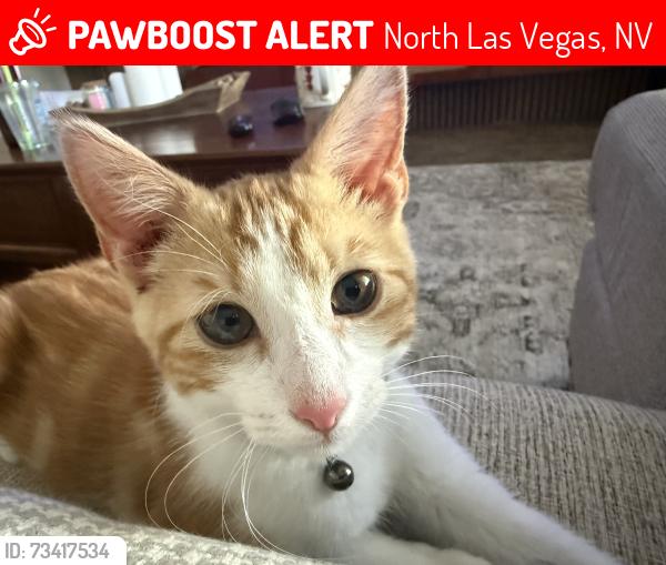 Lost Male Cat last seen Burma, North Las Vegas, NV 89032