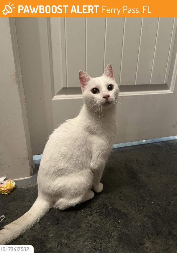 Found/Stray Female Cat last seen Utopia dr by college vue near UWF, Ferry Pass, FL 32514
