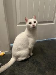 Found/Stray Female Cat last seen Utopia dr by college vue near UWF, Ferry Pass, FL 32514