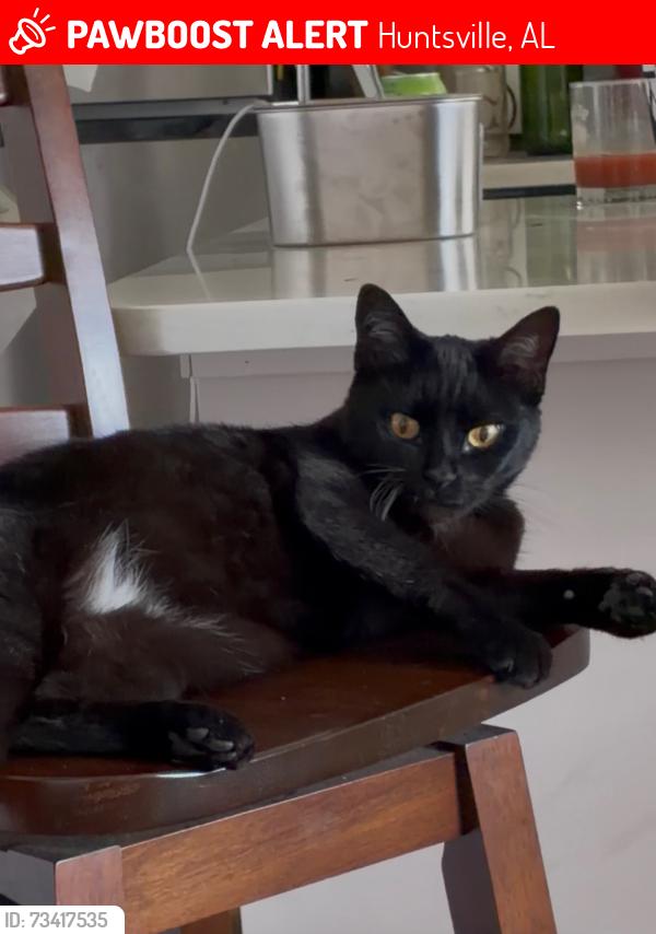 Lost Female Cat last seen Winchester and maysville, Huntsville, AL 35811